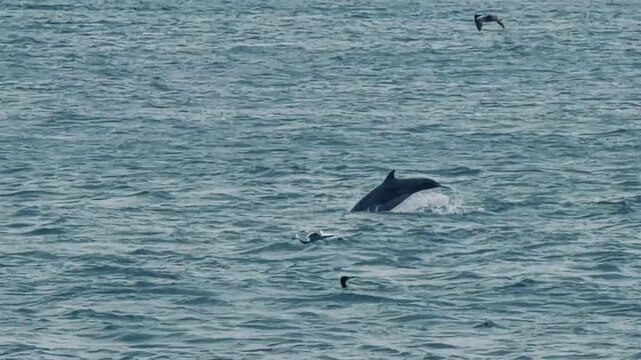 Three beautiful dolphins swimming together in deep sea water with flying white seagulls in sky. Group of marine wildlife mammals in Bosphorus Strait, Istanbul, Turkey. Nature travel landscape.