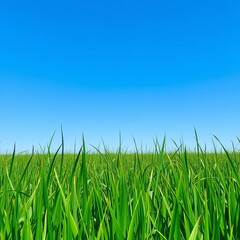 Fototapeta premium Vibrant green grass field under clear blue sky, outdoor, nature