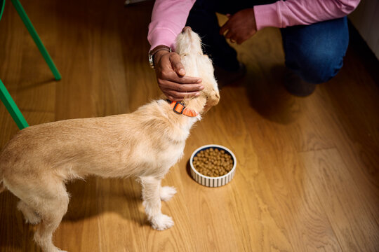Anonymous person pets the dog
