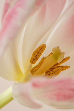 Tulip flower