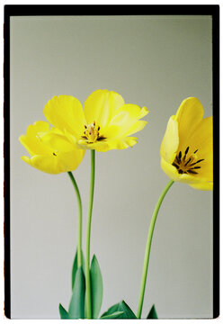 Yellow tulips 