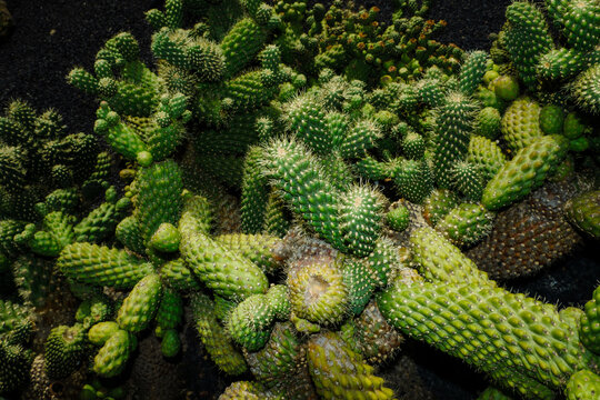 Cacti grow in a garden with dark soil in a sunny location