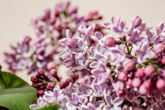 Lilac flower