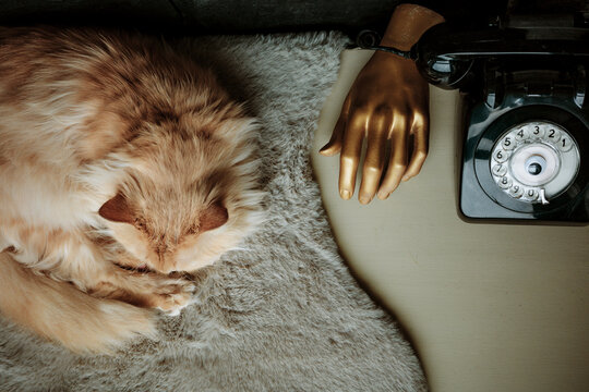 Cat Sleeps Next to a Vintage Telephone and Hand Sculpture