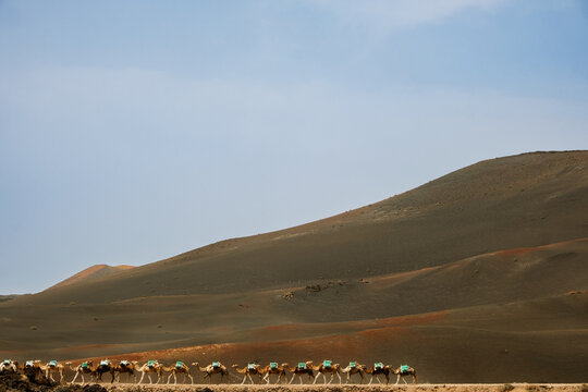 Camels walking across desert hills under clear sky