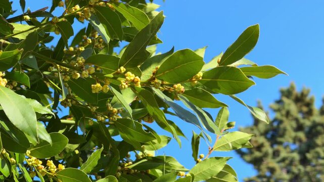 Bay laurel tree branch with glossy green leaf and yellow flower bud blooming against a bright blue sky, fresh mediterranean botanical scene, springtime growth, aromatic herb plant, natural garden beau