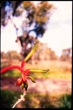 Native Kangaroo Paw Plant in Flower in Australian Bushland