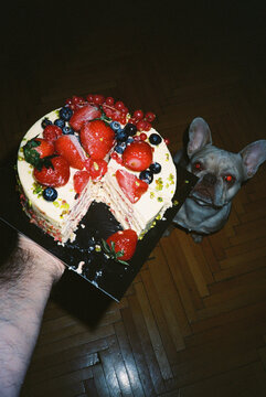 Berry cake held above French bulldog