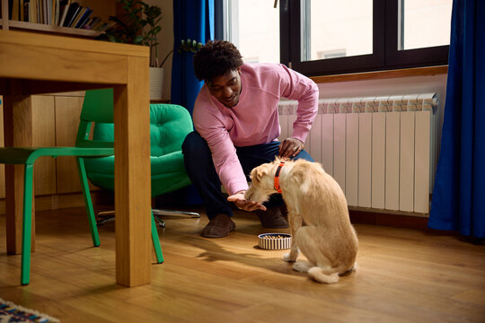 Man feeds the dog