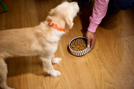 Anonymous person feeds the dog