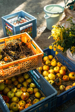 Crates with locally harvested apples at the street farmer's market