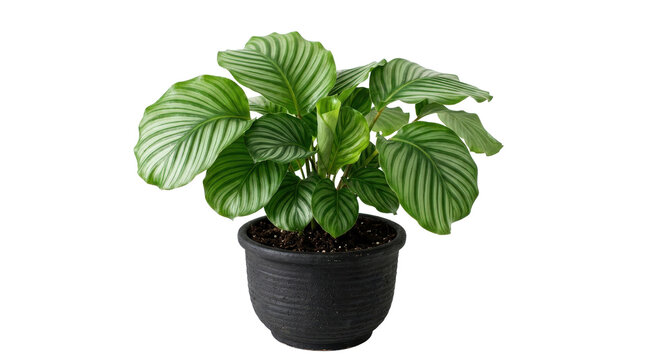 Large potted tropical houseplant with variegated green leaves