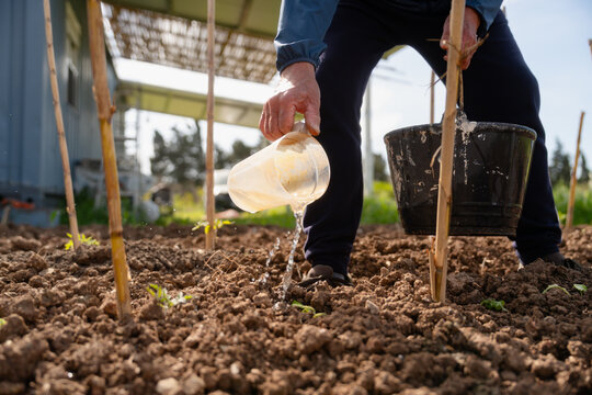 Senior hand watering garden sprouts