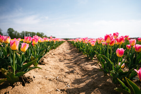 Pink and yellow tulip rows with dirt path perspective