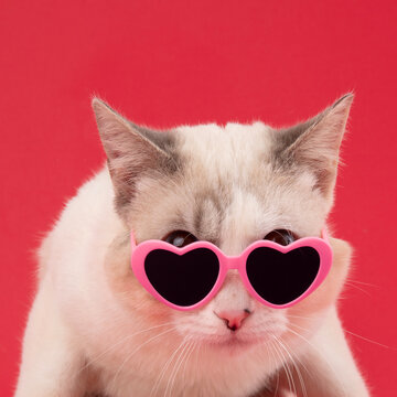 Cat with Heart Sunglasses