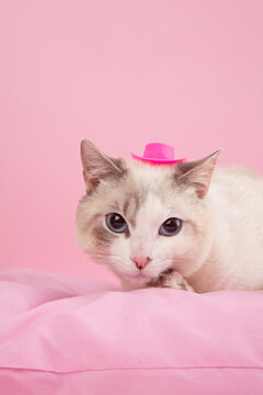 Cat with Cowboy Hat
