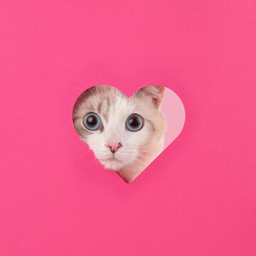 Cat in Heart Cutout