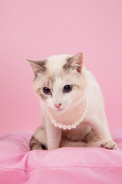 Cat with Pearl Collar
