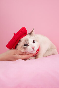 Cat with Red Beret