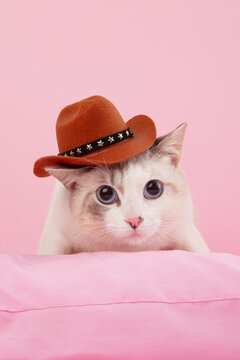 Cat with Cowboy Hat