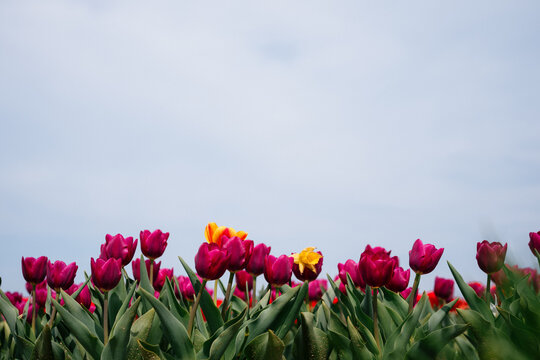 Low angle view of pink tulips against sky