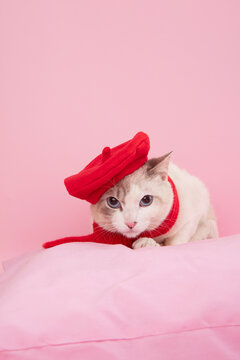 Cat with Red Beret