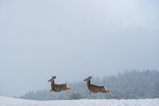 Deer Galloping Across Snowy Mountain