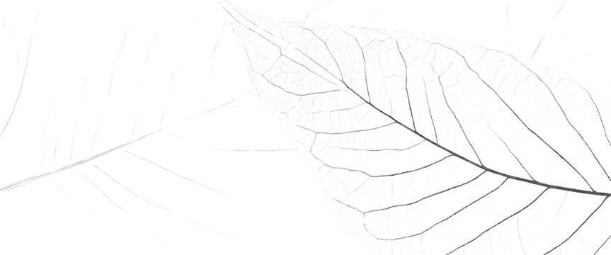 Close up of a delicate skeletonized leaf structure with intricate vein patterns against a white background