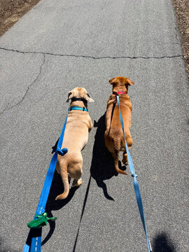 ugc pov owner two dogs walking on leash on sidewalk 