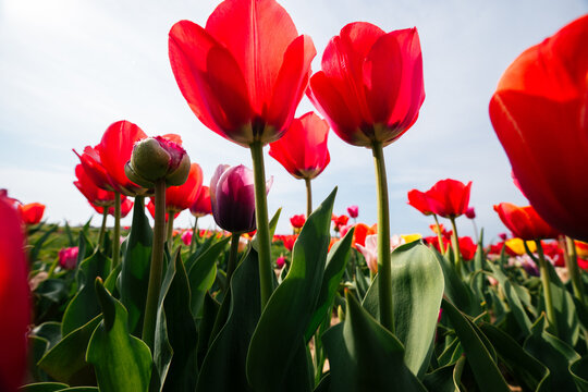Low angle view of red tulips against bright sky
