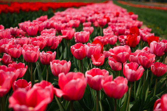Pink tulips in blooming field