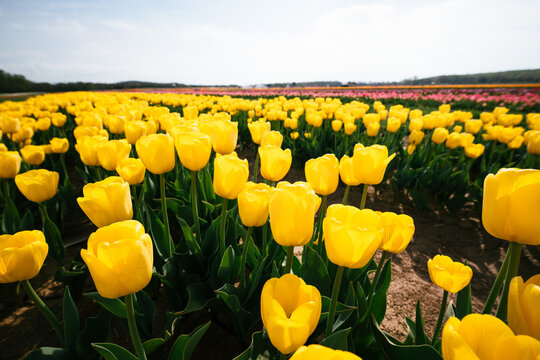 Yellow tulip field with distant colorful flower rows