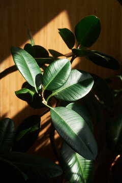 Ficus houseplant in sunlit