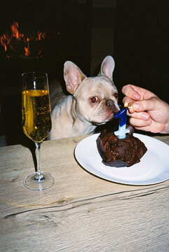 French bulldog near birthday muffin and candle