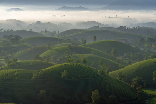 Rolling Hills In Fog