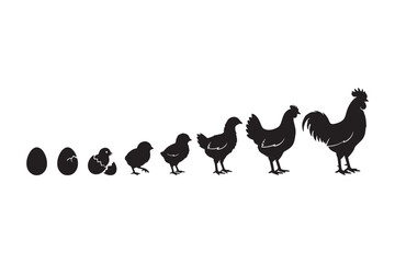 Chicken life cycle vector silhouette illustration, stages of growth from egg to rooster isolated on white background © Aprttidur