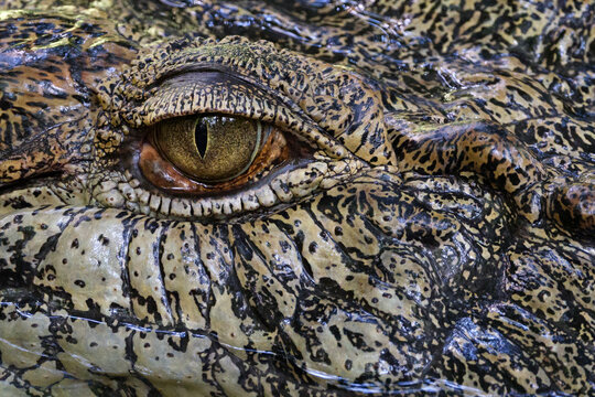 Extreme close-up of a salt water crocodile&rsquo;s eye