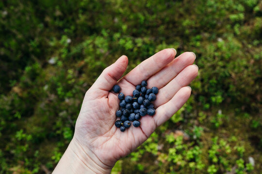 Handful of Fresh Blueberries Gathered in a Sunny Forest