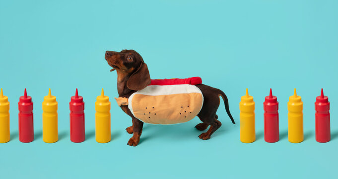 Dachshund Hotdog Costume Row