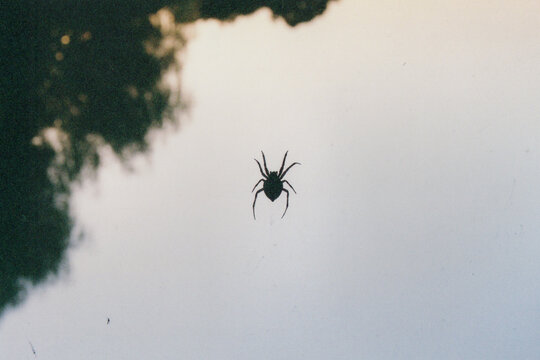 Shot on Film: Spider on Window Screen in Los Angeles at Dusk