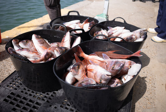 Recently caught fish on a dock