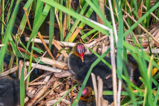 Eurasian Coot with Chicks in nest. Eurasian coot, Fulica atra