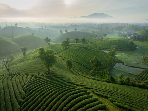 Morning Light Tea Terraces