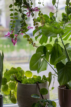 A detail of a monstera houseplant