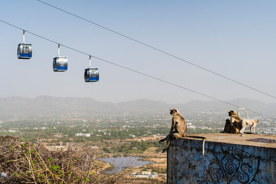Monkeys Watching Cable Cars