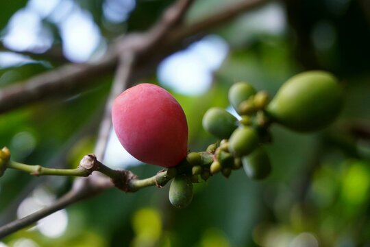 Ripening Melinjo Fruits (Gnetum gnemon) Growing on Tree Branch