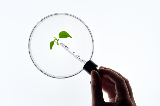 Hand Holding a Pipette above a Green Plant in a Petri Dish