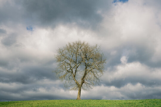 Tree stands alone on a green hill under cloudy sky
