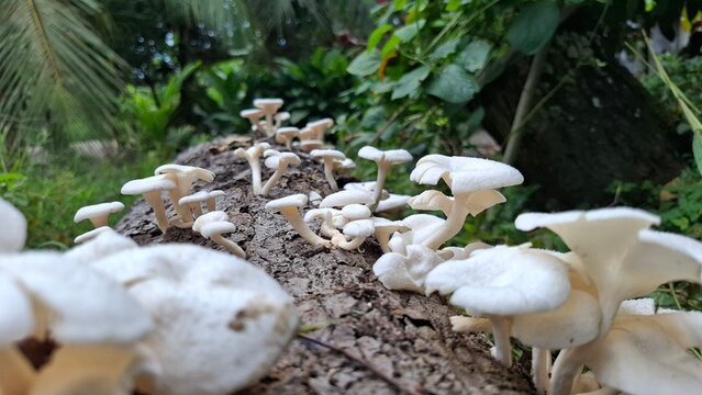 White wood mushrooms (Letinus squarrosulus) growing on a decaying tree tunk in a tropical forest