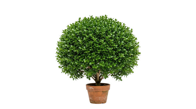 Round evergreen bush in terracotta pot